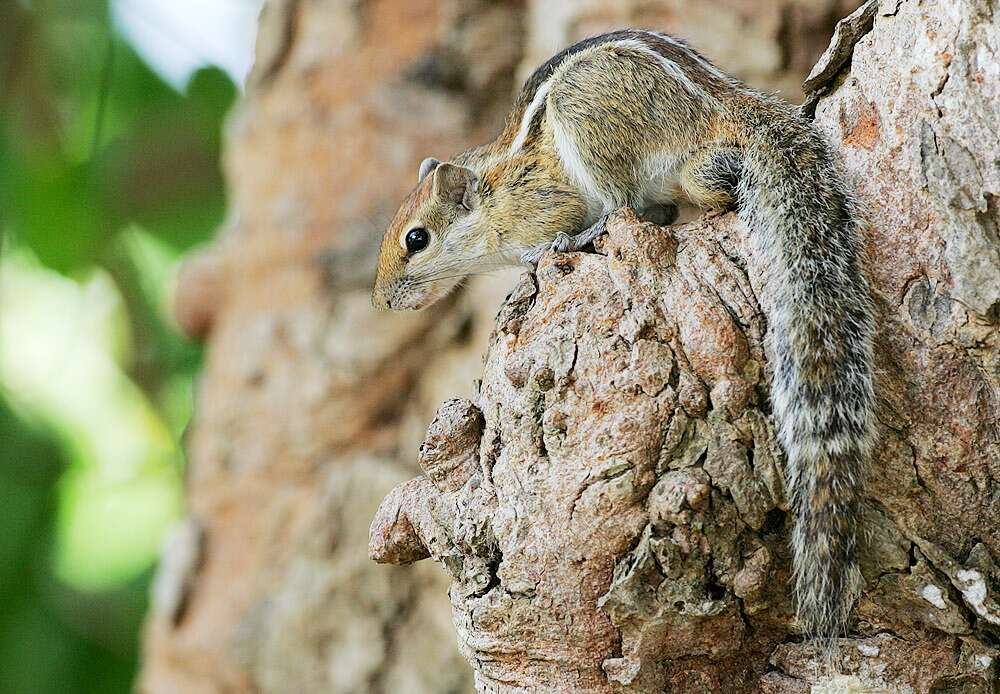 Image of Indian palm squirrel