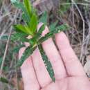 Image of willow-leaved crowea