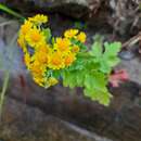 Image of Chrysanthemum lavandulifolium (Fischer ex Trautv.) Makino