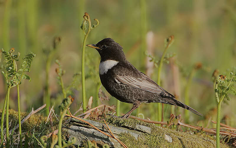 Image of Ring Ouzel