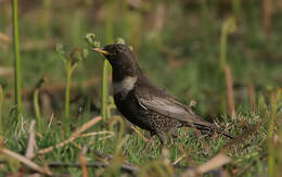 Image of Ring Ouzel