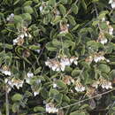 Plancia ëd <i>Arctostaphylos montana</i> subsp. <i>ravenii</i>