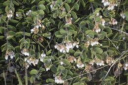 Слика од <i>Arctostaphylos montana</i> subsp. <i>ravenii</i>