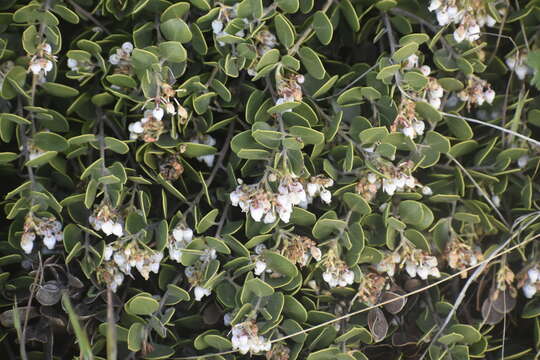 صورة Arctostaphylos hookeri subsp. montana (Eastw.) P. V. Wells