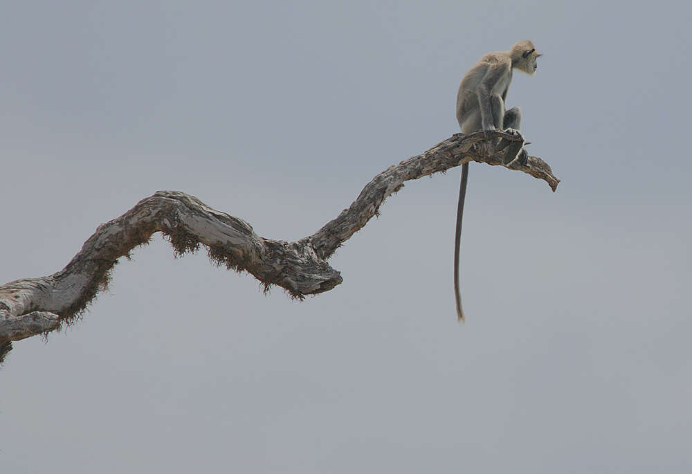 صورة Semnopithecus priam Blyth 1844