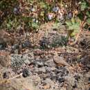 Image of Rufous-tailed Lark