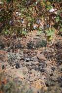 Image of Rufous-tailed Lark