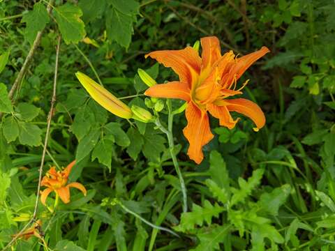 Image of Hemerocallis fulva var. fulva