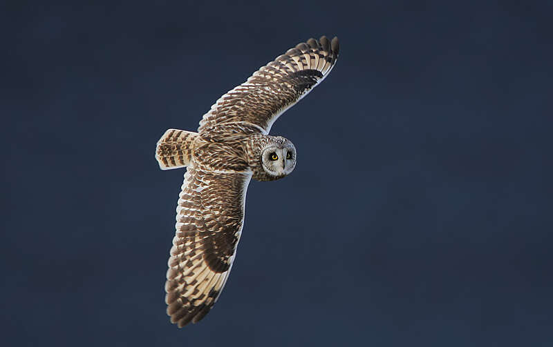 Image de Hibou des marais