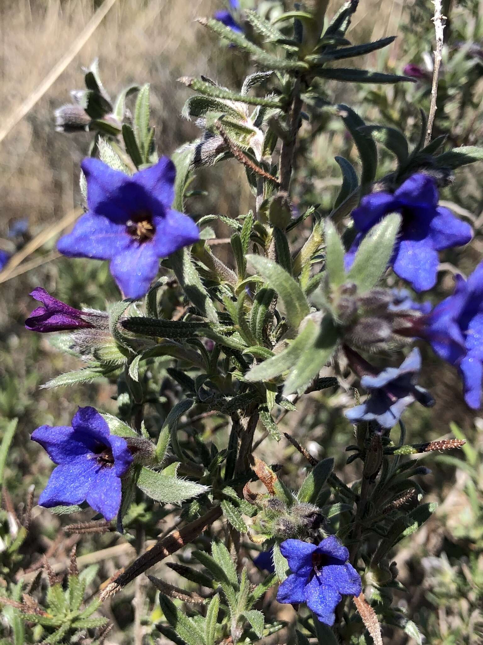 Plancia ëd Glandora prostrata (Loisel.) D. C. Thomas