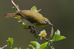 Image of Ceylon White-eye