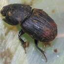 Imagem de Otophorus haemorrhoidalis (Linnaeus 1758)