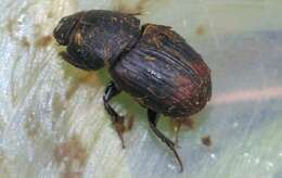 Image of Otophorus