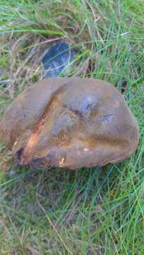 Image de Neoboletus