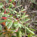 Sivun Euphorbia celastroides Boiss. kuva