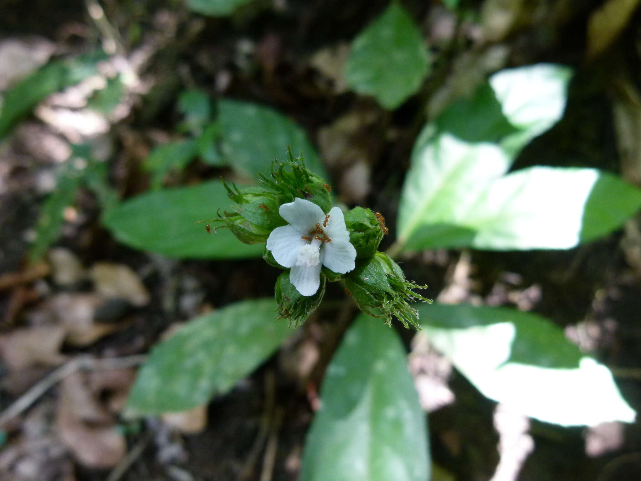 Image de Pavonia fruticosa (Mill.) Fawcett & Rendle