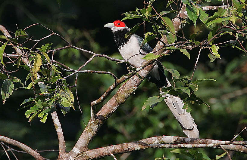 Image of Red-faced Malkoha