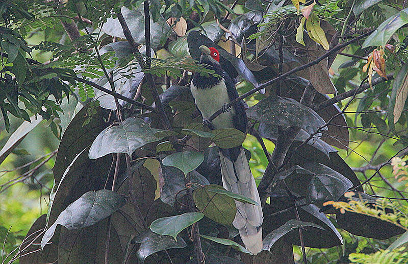 Image of Red-faced Malkoha