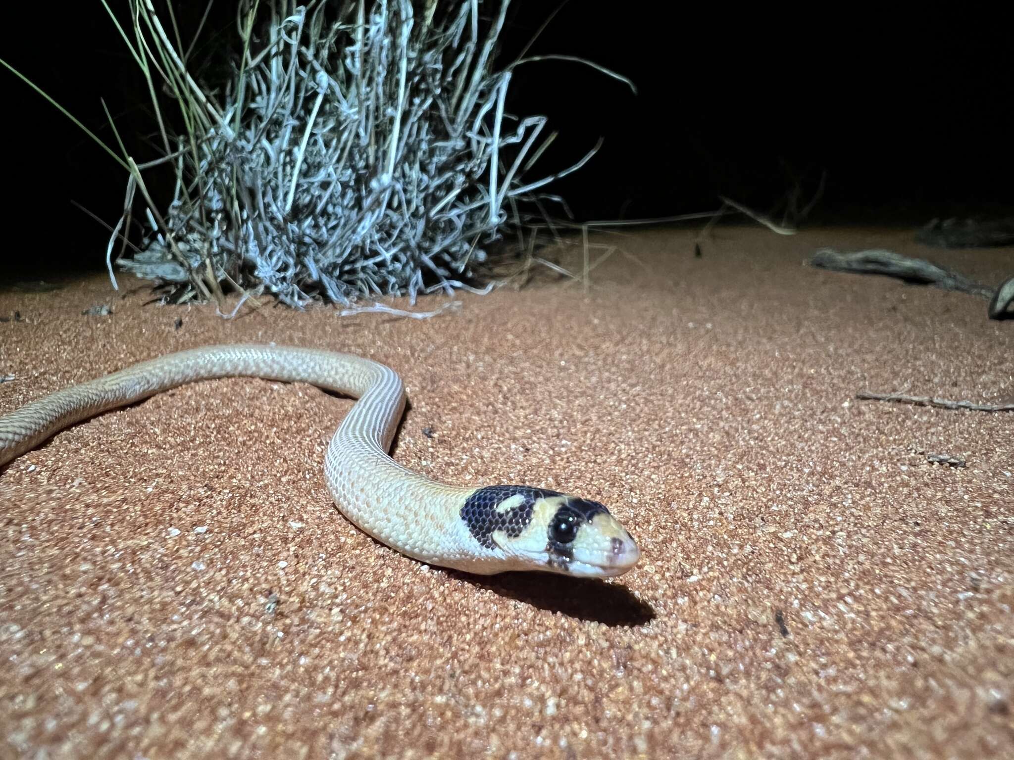 Image de Pygopus nigriceps (Fischer 1882)