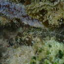 Image of Puffcheek Blenny