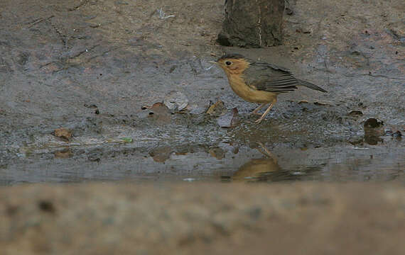 Image of Brown-capped Babbler