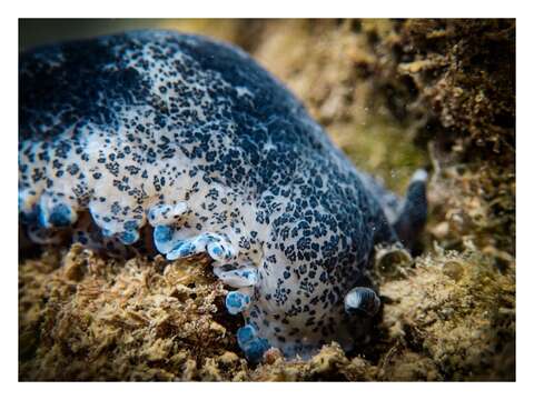 Image de Dendrodoris caesia (Bergh 1907)