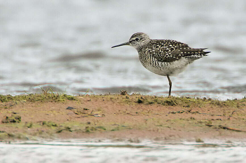 Image of Wood Sandpiper