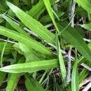 Image of longleaf sunflower