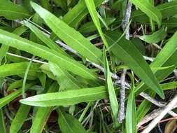 Image of longleaf sunflower