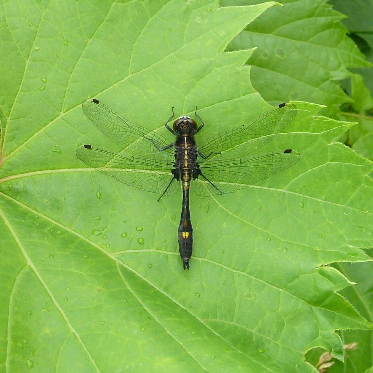 Leucorrhinia intacta (Hagen 1861) resmi