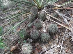 Image of Coryphantha clavata subsp. stipitata (Scheidw.) Dicht & A. Lüthy