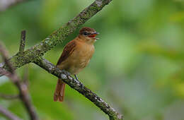 Plancia ëd Pachyramphus cinnamomeus Lawrence 1861