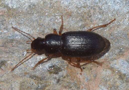 Plancia ëd Ophonus (Ophonus) ardosiacus (Lutshnik 1922)