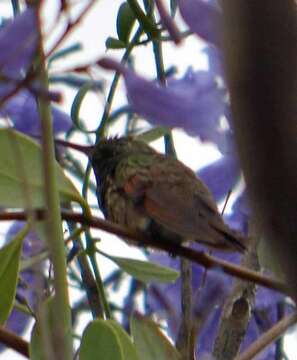 Image of Berylline Hummingbird