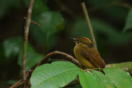 Plancia ëd Onychorhynchus mexicanus (Sclater & PL 1857)