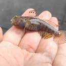 Image of Blue-speckled prawn-goby