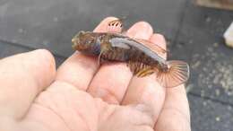 Image of Blue-speckled prawn-goby