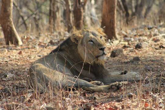 Image of Barbary lion