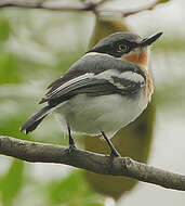 Image of Mozambique Batis