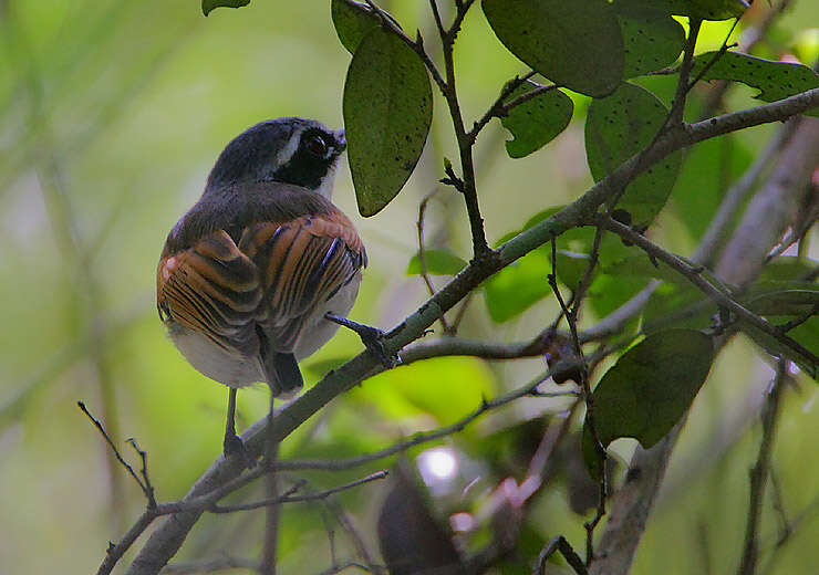 Image of Forest Batis