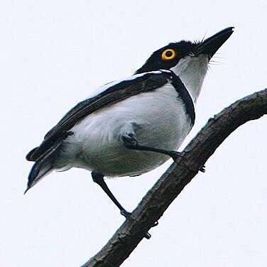 Image of Senegal Batis