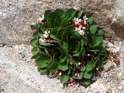 Image of alpine springbeauty