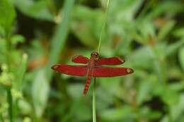 Image of Black Stream Glider