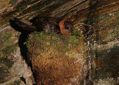 Image of Chestnut-collared Swift