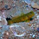 Image of Prawn-goby prawngoby shrimp-goby