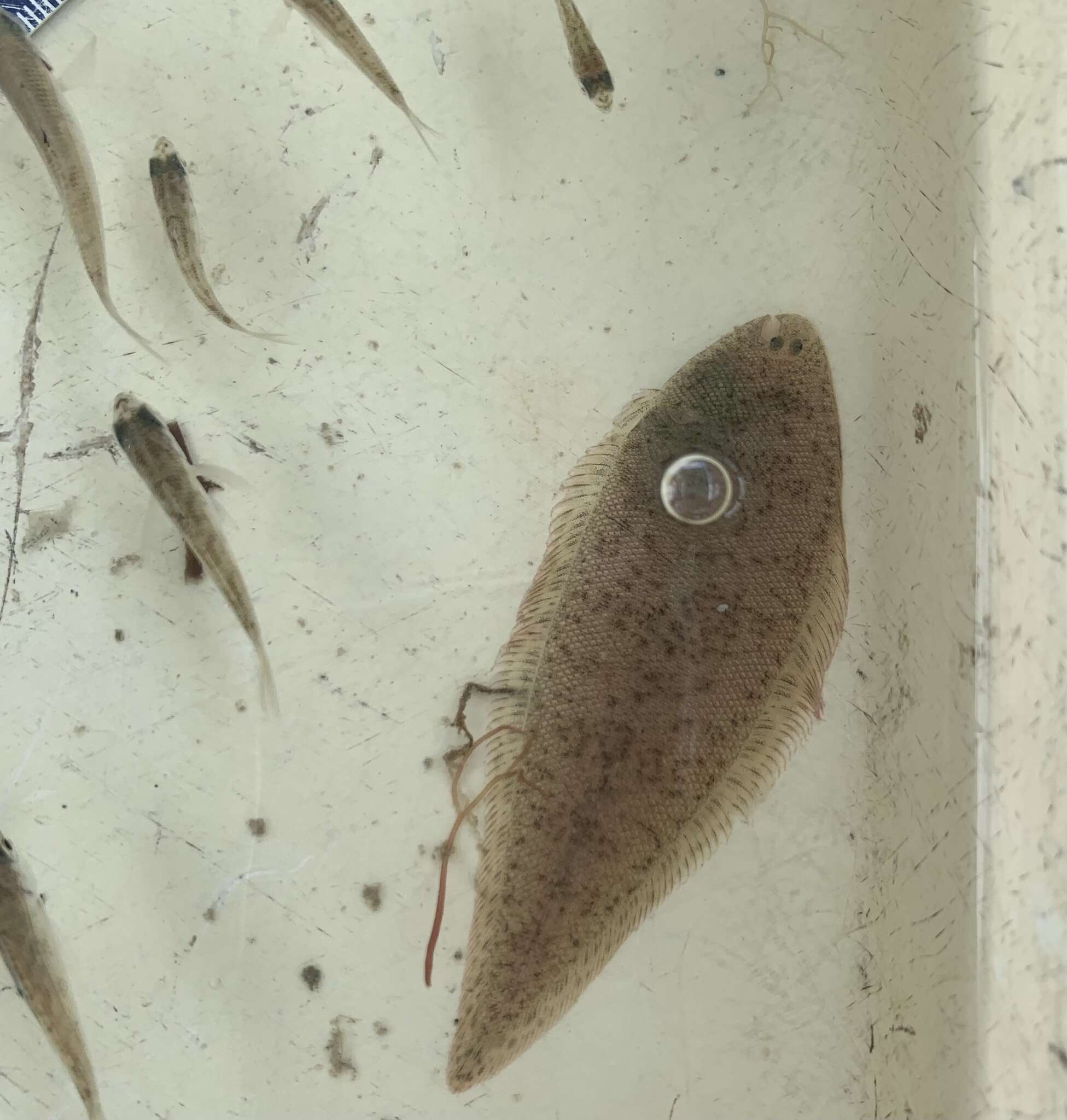 Image of Blackcheek Tonguefish