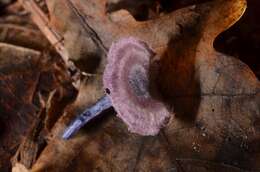 Image of Entoloma callichroum E. Horak & Noordel. 1983