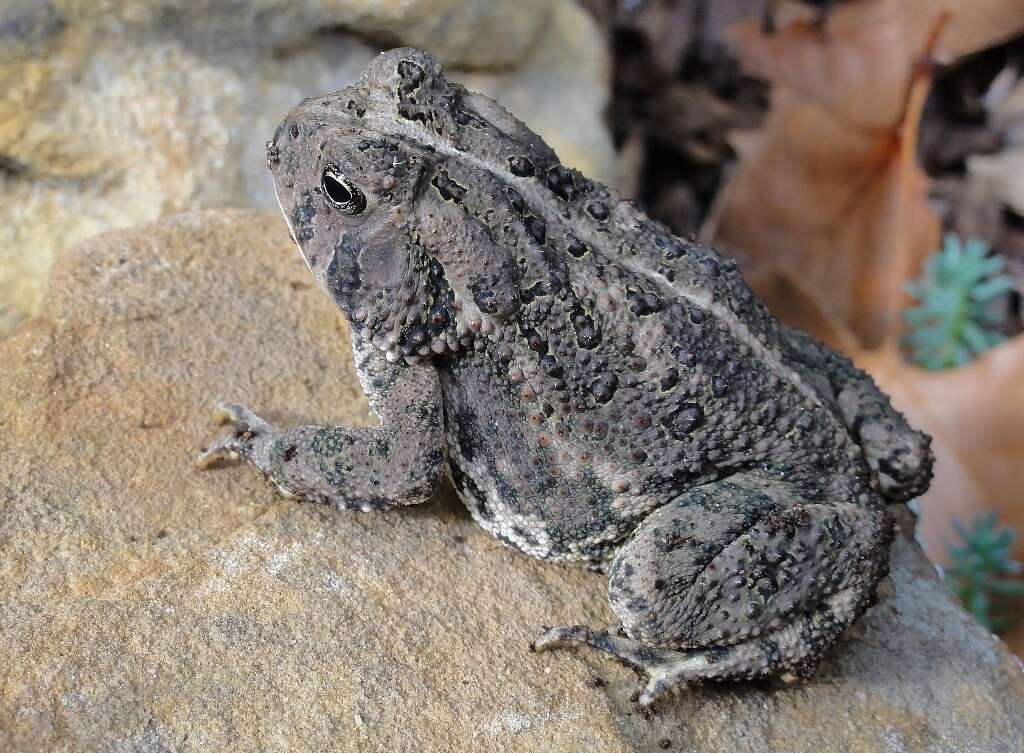 Image of Woodhouse's Toad