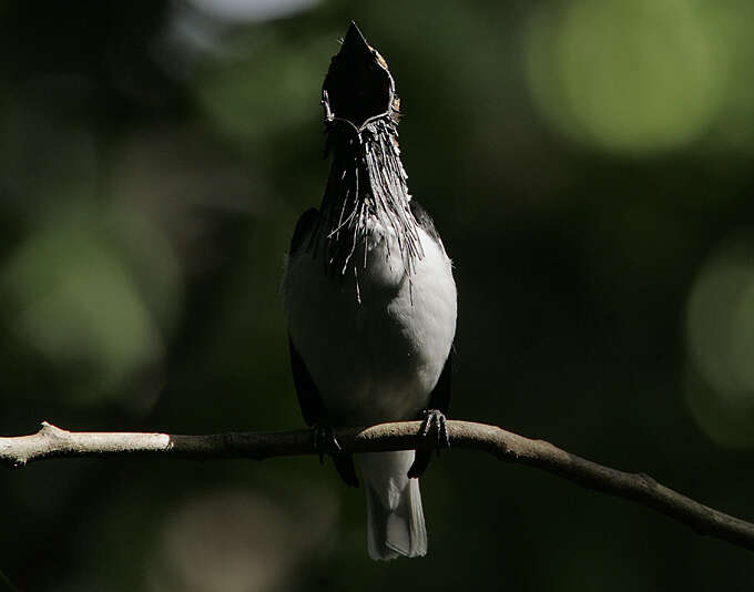 Image of Bearded Bellbird