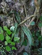 Sivun Asplenium sampsonii Hance kuva